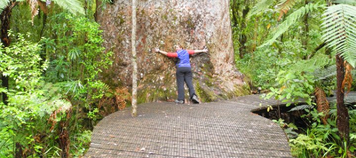 Waipoua Forest, New Zealand